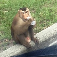 Sanford monkey eats mail, vandalizes car, runs from cops before jumping into owner's arms