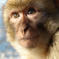 A feral Florida monkey was hit and killed by a car near Silver Springs; rest in peace, feral Florida monkey