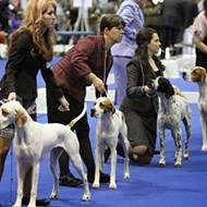 Celebrate dogs at the AKC Eukanuba National Championships this weekend at the convention center