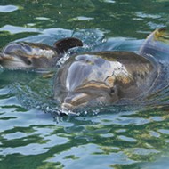 SeaWorld's Discovery Cove introduces newborn dolphin