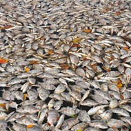 Thousands of fish are dying at Indian River Lagoon