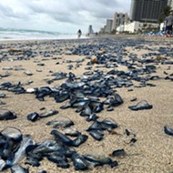 Thousands of jellyfish washed up on Hallandale Beach yesterday