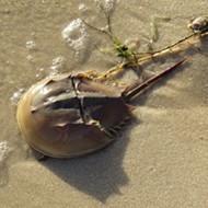 The FWC wants you to be aware that horseshoe crabs are having sex on the beach