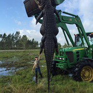 Arguably the largest gator to ever be caught in Florida was hunted down last weekend