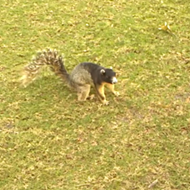 Arguably the largest squirrel in Orlando was caught on camera last weekend