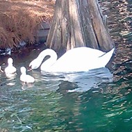 Commissioner Sheehan wants Lake Eola swan thief prosecuted to 'fullest extent of the law'