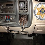 Florida man cited after authorities found an illegally poached gator foot stuck in his dashboard