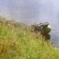 Florida alligator caught stealing watermelon from field in Hendry County