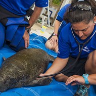 Mother manatee taken to SeaWorld care facilities after being struck by motorboat