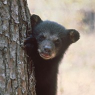 Orlando Police say a black bear was spotted in College Park