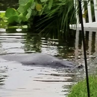 Tropical Storm Colin brings manatees to Florida woman's backyard