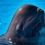 Second whale this year dies at SeaWorld Orlando