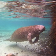 Manatees dying in Brevard County due to mysterious digestive syndrome