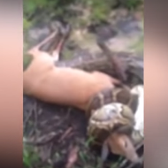 Florida hunter saves deer from massive python