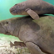 Six manatees displaced by Hurricane Hermine to be relocated