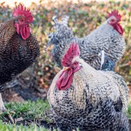 'Urban chicken' program receives initial approval needed for permanent roost in Orlando