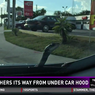 Watch this 6-foot snake casually slither out of Florida man's car