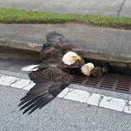 Metaphor alert: Two bald eagles got stuck in an Orlando storm drain last night