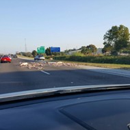 Pig carcasses cause brutal  traffic jam on I-75
