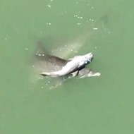 Super sad video shows grieving mother dolphin carrying her dead calf in Florida coastal waters