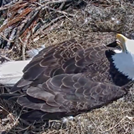 Two baby bald eagles in Florida are about to hatch on a live 'eagle cam'