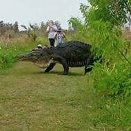 Godzilla-sized Florida gator is not interested in humans