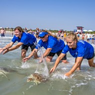 Five sea turtles and a sandhill crane returned to natural environments after SeaWorld Orlando care