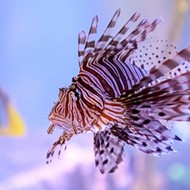 The best way to fight the incursion of lionfish? Fry them up
