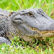 Florida golfer uses putter to fight off alligator attack