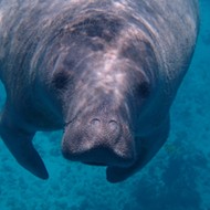 SeaWorld Orlando and Clearwater Marine Aquarium Institute team up to rescue trapped manatee