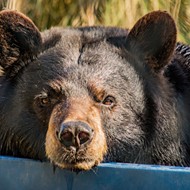 Florida could permit bear hunting again, Planet Hollywood allegedly took state money and ran, and other news you may have missed