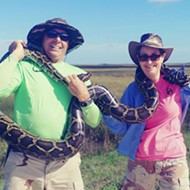 Florida’s inaugural 'Python Bowl' captures 80 Burmese pythons