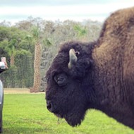 Osceola County drive-thru safari park remains open during coronavirus shutdowns