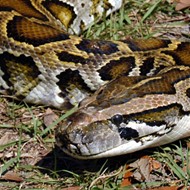 Florida wildlife officials say a 'milestone' 5,000 Burmese pythons have now been removed