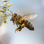 Op-ed: World Honey Bee Day was another reminder that 40 percent of insect species are now threatened with extinction