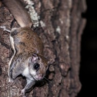 Florida suspects arrested in million-dollar flying squirrel trafficking ring