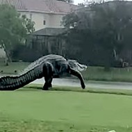 Gigantic alligator takes a leisurely tour around Florida golf course