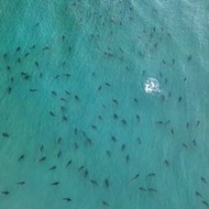 Palm Beach photographer captures blacktip shark swarm near Singer Island