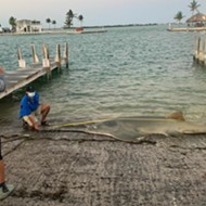 16-foot sawfish that washed up in the Florida Keys is the largest ever recorded