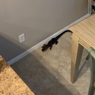 Watch this Tampa woman battle a baby gator who snuck into her kitchen