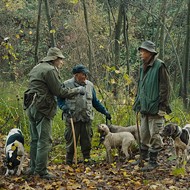 Despite a short running time, Italian doc 'The Truffle Hunters' is no mere trifle