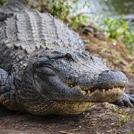 Gatorland's Larry the Alligator competing to be the face of Frontier Airlines