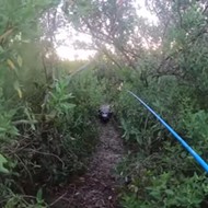 Florida fisherman runs from large alligator in terrifying video