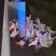 Confused homing pigeons in Florida shut down I-95 exit