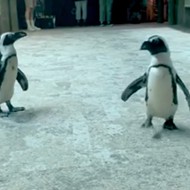 Seven endangered penguins died mysteriously at Florida Aquarium in Tampa