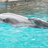 Discovery Cove announces birth of baby dolphin Moby