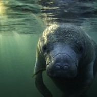 Conservation groups plan to file lawsuit against federal government over manatee deaths