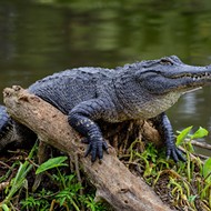 Alligator attacks Central Florida woman who fell into a canal