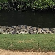 A crocodile took up residence at a Florida country club. Officials say it can't be moved