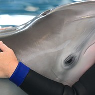 Clearwater Marine Aquarium says Winter the Dolphin is in 'critical condition'